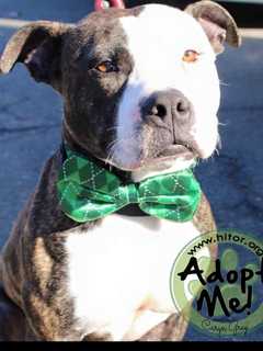 Hi Tor Animal Care Center's Pet Of The Week Is Garvey
