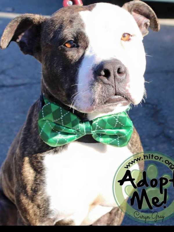 Hi Tor Animal Care Center's Pet Of The Week Is Garvey