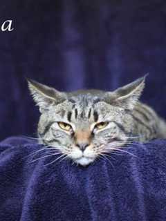 Hi Tor Pet Of The Week Is Lala The Cat