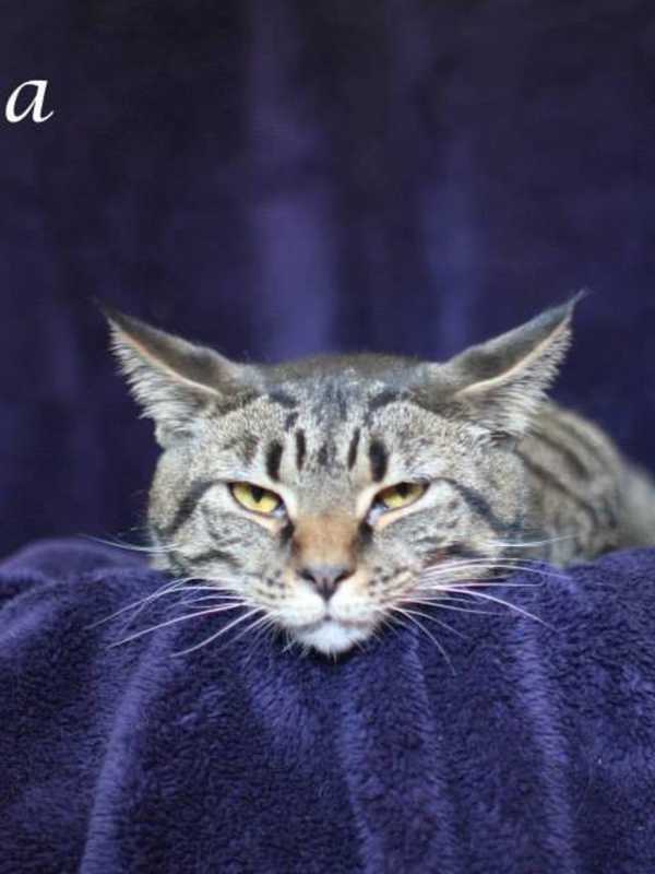 Hi Tor Pet Of The Week Is Lala The Cat