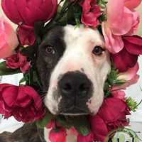 <p>Garvey is the Hi Tor Animal Care Center&#x27;s Pet of the Week.</p>