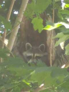 Suffern Police, Residents Help Free Trapped Baby Raccoon