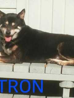 Shiba Inu Missing For More Than A Month In Yonkers