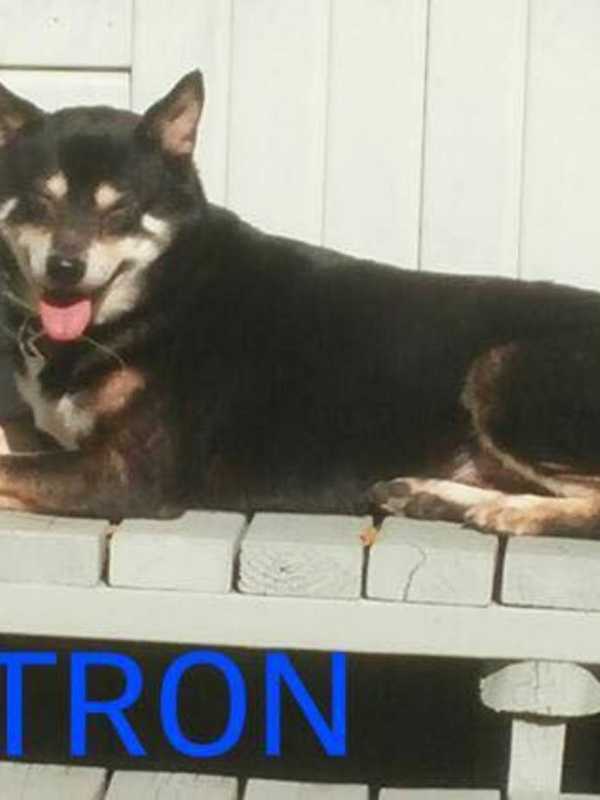Shiba Inu Missing For More Than A Month In Yonkers