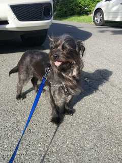 Lost Pets Of Westchester Reunites White Plains Owners With Dog