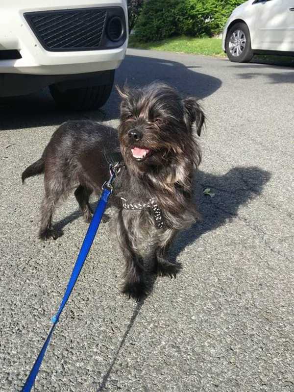 Lost Pets Of Westchester Reunites White Plains Owners With Dog