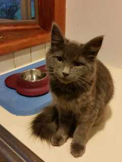 Port Chester Pet Owner Searching For Cat Missing Since Friday