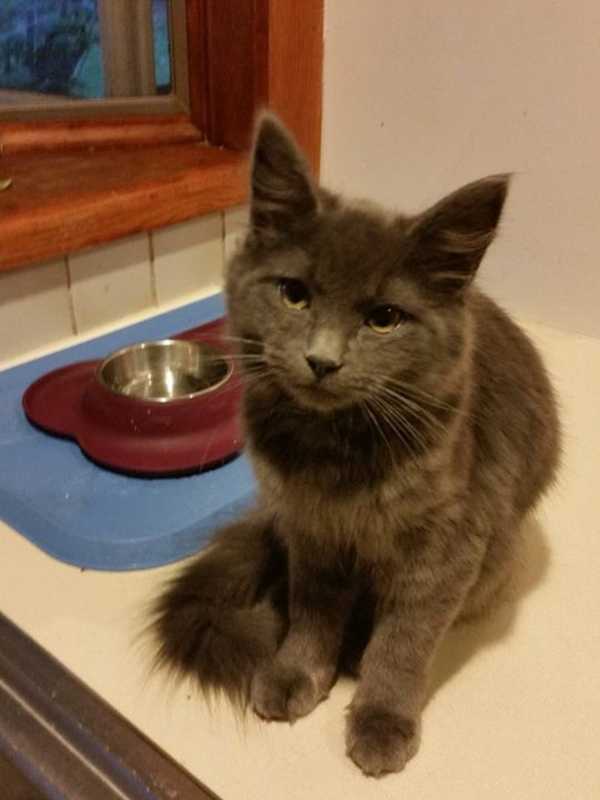 Port Chester Pet Owner Searching For Cat Missing Since Friday