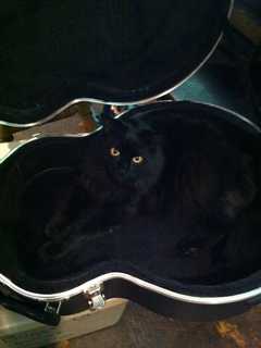 Owners Seek Dave The Cat Who Went Missing In Ossining