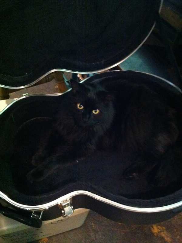 Owners Seek Dave The Cat Who Went Missing In Ossining