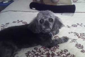 Search On For Poodle Missing Since Mount Vernon Fireworks Display