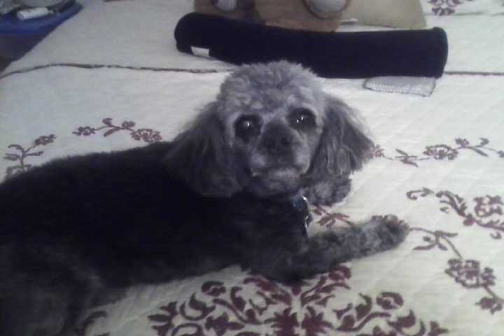 Search On For Poodle Missing Since Mount Vernon Fireworks Display
