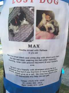 Search For Missing Yonkers Dog Moves Through 2nd Week