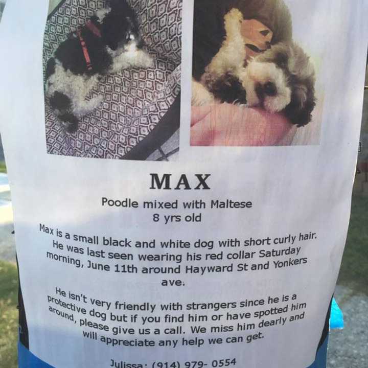 Max, a missing poodle/Maltese mix, hasn&#x27;t been seen at his Yonkers home since June 11.