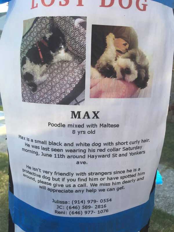 Search For Missing Yonkers Dog Moves Through 2nd Week