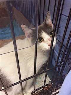 Female Cat Found In Cortlandt Manor