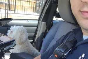 Missing Suffern Dog Returned To Owners