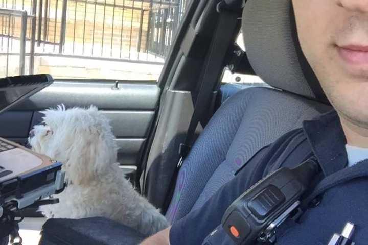 Missing Suffern Dog Returned To Owners