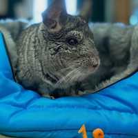 <p>Wiggles recently passed away.</p>