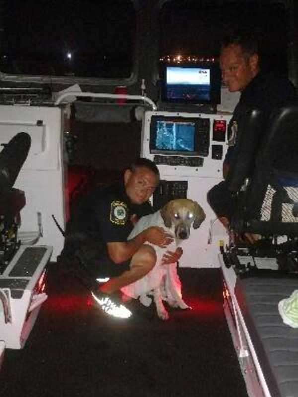 Stratford Police Marine Unit Rescues Dog During Fireworks