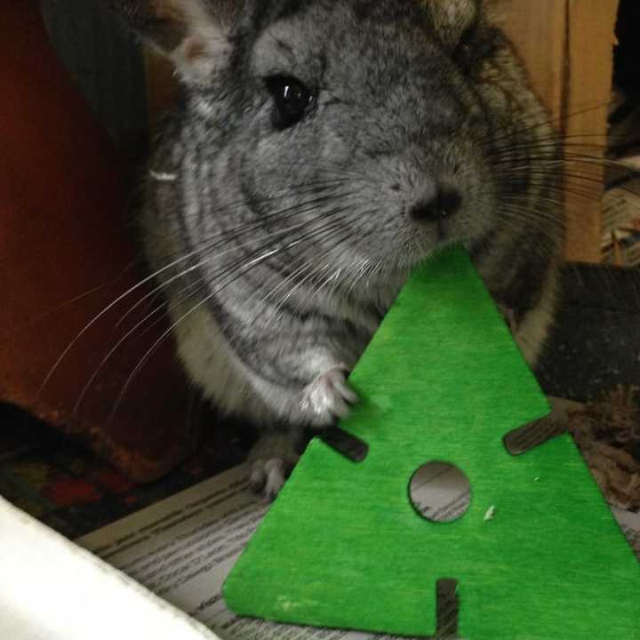 Wiggles, the Mayor of the Beardsley Zoo died on Sunday.