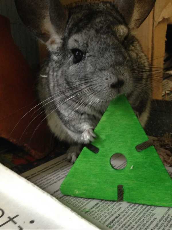 Wiggles The Mayor Of The Beardsley Zoo Dies