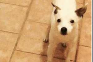 Mount Vernon Woman Seeks Help Finding Lost Jack Russell Terrier
