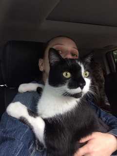 Humane Society Seeks Owner Of Cat Found Near Hutchinson Parkway In Pelham