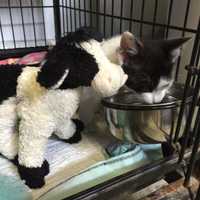 <p>A pair of animals were abandoned in a Yonkers building.</p>