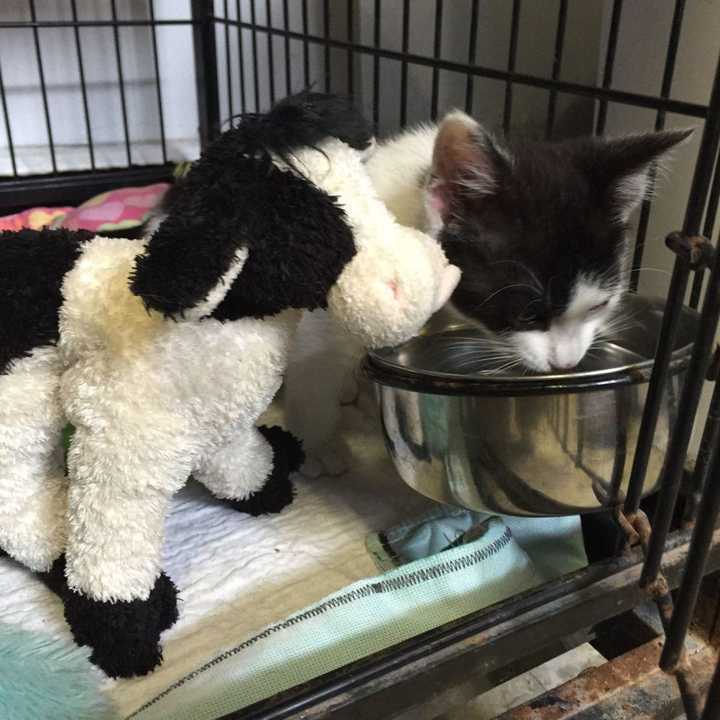 A pair of animals were abandoned in a Yonkers building.