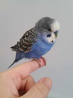 Yonkers Woman Seeks Owner Of Blue Parakeet