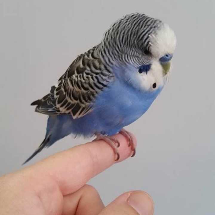 A blue Parakeet was found Friday afternoon in Yonkers.