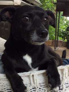 Owner Seeks Return Of Black Terrier Mix Lost In Yonkers