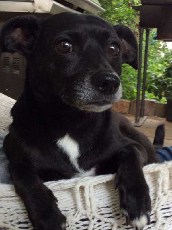 Owner Seeks Return Of Black Terrier Mix Lost In Yonkers