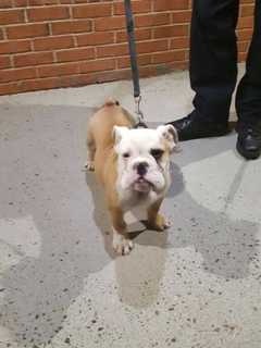 Brookfield Police Search For Owner Of Bulldog Found Near Danbury Fair Mall