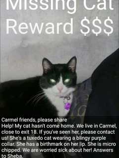Cat Missing In Carmel