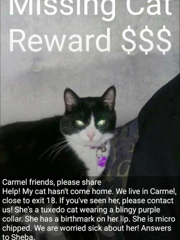 Cat Missing In Carmel