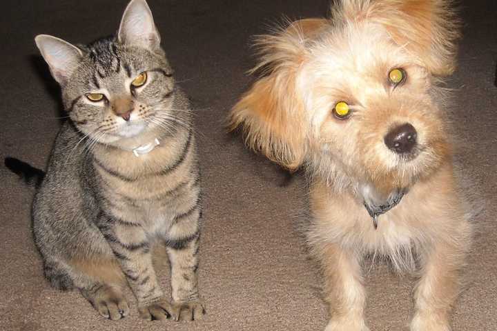 Free Rabies Clinic Scheduled For Dutchess