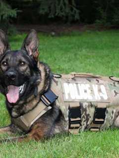 Fairfield Police K-9s Receive New Safety Gear