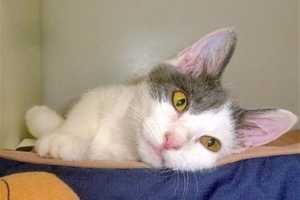 Putnam Humane Society Seeks Forever Home For 4-Month-Old Kitten