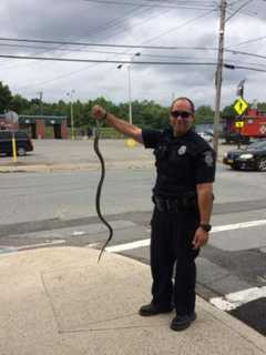Large Snake Found On Busy Hudson Valley Street