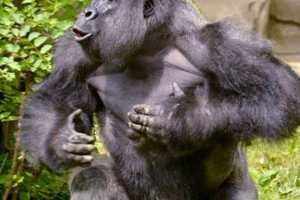 Dead Gorilla Harambe For President? Some Voters Are On Board