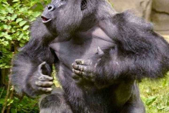 Dead Gorilla Harambe For President? Some Voters Are On Board