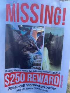 Yonkers Pet Owner Looking For Trouble, A Missing Tabby Cat