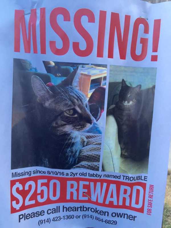 Yonkers Pet Owner Looking For Trouble, A Missing Tabby Cat