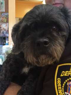 Police, Pet Advocates Seek Owner Of Dog Found In Elmsford