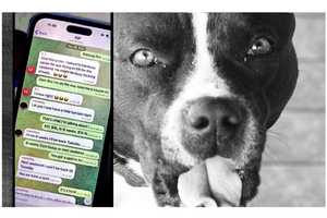 NJ Pair Staged Dog Fights, Shared Vids On Telegram Of 'Underperformers' Being Hanged: Feds