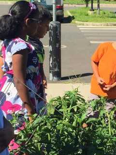 Brookfield YMCA Hosts Garden Camp For Danbury Kids