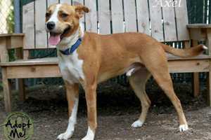 Terrier/Hound Mix Axel Is Pomona's Hi Tor Shelter Pet Of The Week