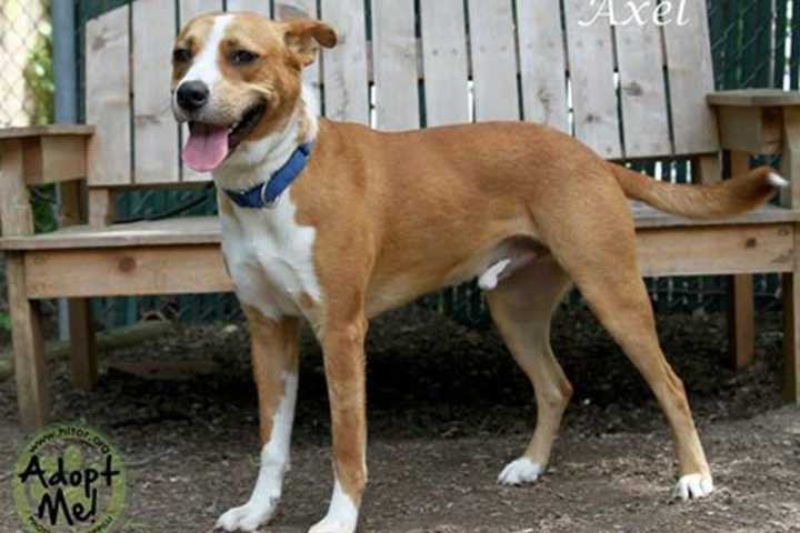 Terrier/Hound Mix Axel Is Pomona's Hi Tor Shelter Pet Of The Week